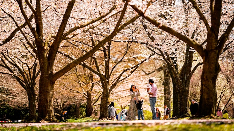 FILE - A family makes photographs beneath the cherry blossoms at the Fairmount Park...